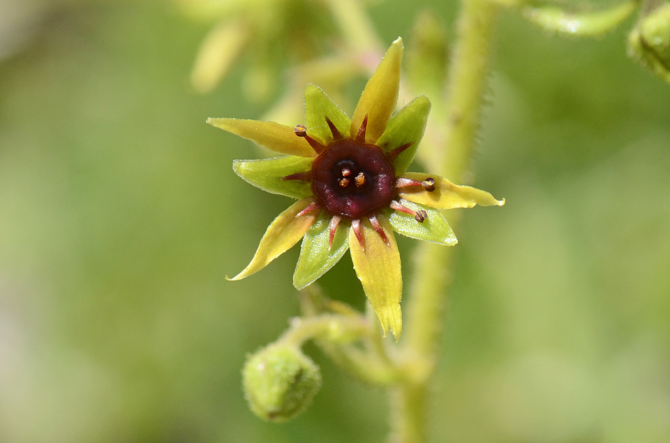 Saxifraga mutata / Sassifraga gialla aranciata